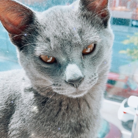 Meet your Posher, Leila - Picture 2 of 3